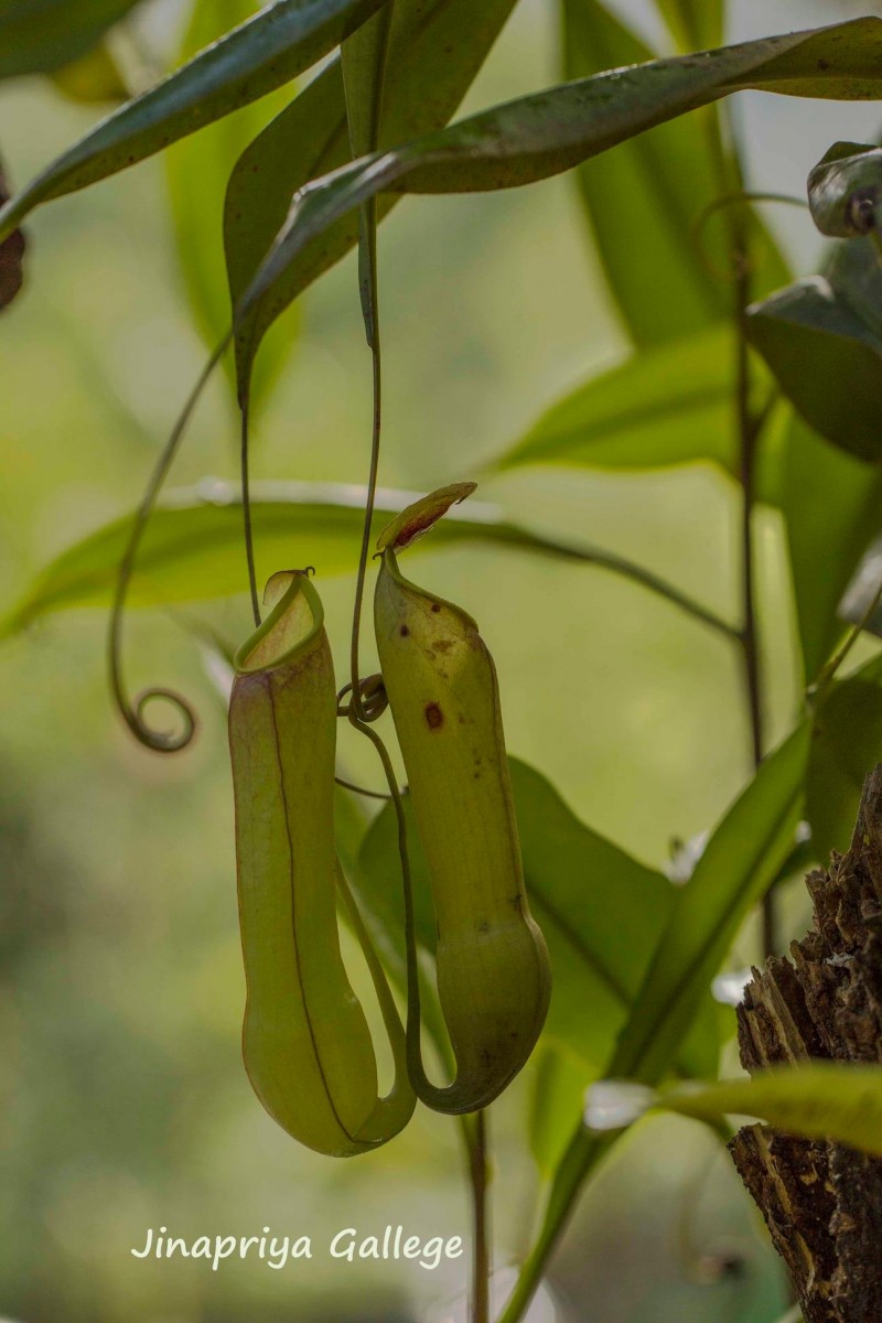 Nepenthes distillatoria L.